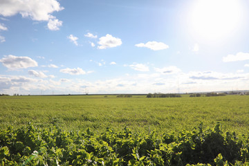 Landscape is summer. Green trees and grass in a countryside land