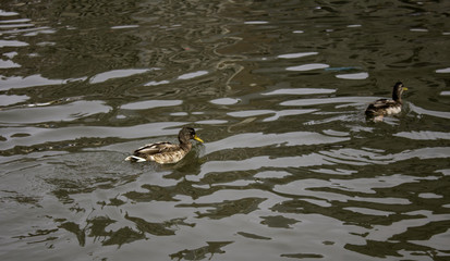 Ducks in lake