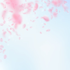 Sakura petals falling down. Romantic pink flowers falling rain. Flying petals on blue sky square bac