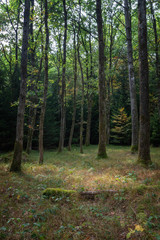 Unterwegs im Wald - Bremgartenwald, Bern