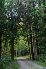 Unterwegs im Wald - Bremgartenwald, Bern
