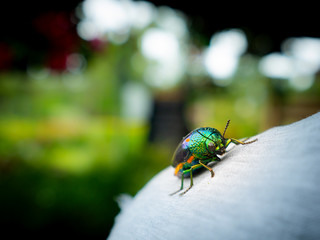 Jewel Beetle on The Shoulder of The Man