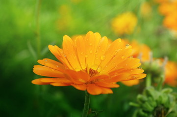 Orange marigold flower in dew drops close-up on a Sunny day on a green meadow background