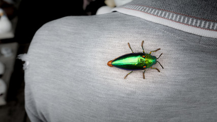 Jewel Beetle on The Back of The Man