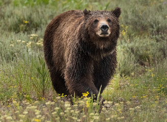 Large Grizzly Bear Looks Across Field