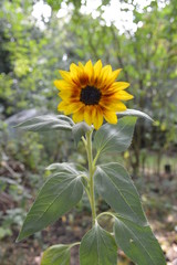Summer Sunflower