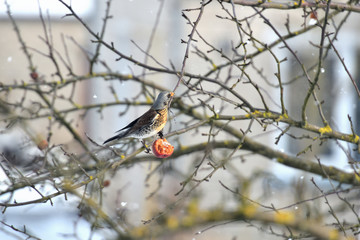 Apple Song thrush