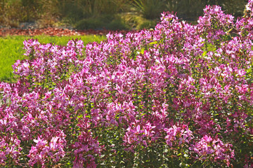 pink blooming flowers in a garden