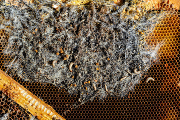Wax moth larvae on an infected bee nest. The family of bees is sick with a wax moth. Terrible wax...