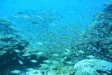 奄美大島 16 サンゴ礁 2