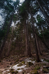 Obraz premium trees in the forest