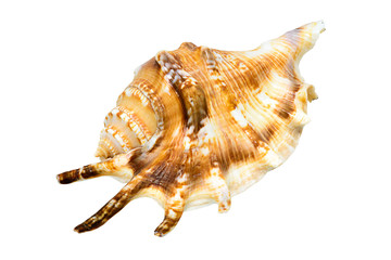 Seashell isolated on a white background