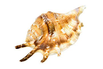 Seashell isolated on a white background