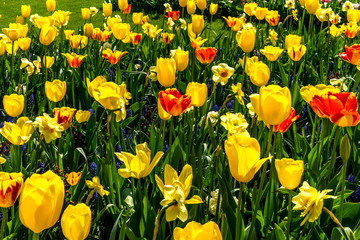Obraz premium Netherlands,Lisse, a close up of a yellow flower