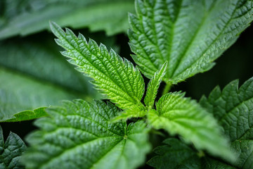 Nettle. Medicinal plant.