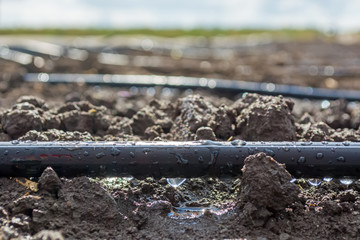 A drop of water dripping from the irrigation tube installed in the field