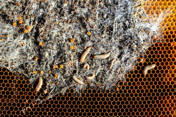 Wax moth larvae on an infected bee nest. The family of bees is sick with a wax moth. Terrible wax...