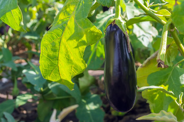 Ripe eggplant in a field hanging on a plant during harvesting