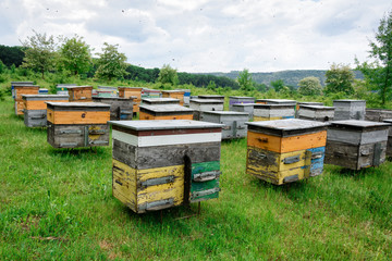 Hives with bees in the apiaries on the outskirts of the forest.