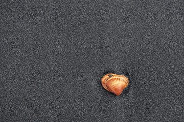 Shell on the sand