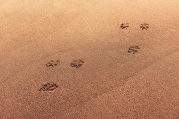 Animal tracks on the sand