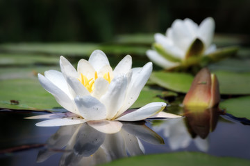 Beautiful close up macro of the white water lily (Nymphaea alba, Nymphaeaceae) aka the European...