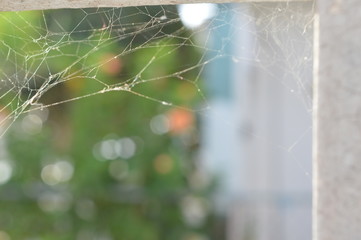 lines
