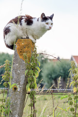 Funny black and white cat on top of a pole on the side of the road in a rural environment in the Netherlands in summer
