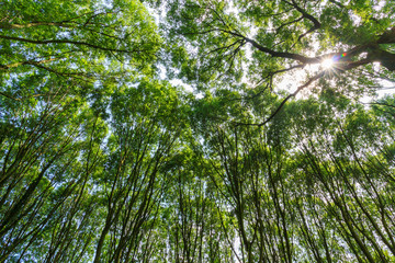 Beautiful view in the green forest looking up at the top of the trees and sun in the Netherlands in summer
