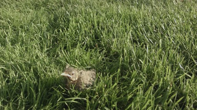 Cute Chick hopping though the Grass