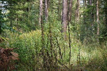 Forest  landscape Germany