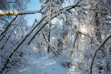 Frozen tree