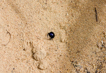 Käfer im Sand - obrazy, fototapety, plakaty