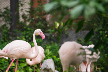 Flamingo bird day life with pond and trees in Dusit zoo, Bangkok.