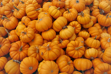 Fair of a pumpkins in California - 222990177
