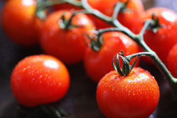 Branch with fresh cherry tomatoes. Ripe red tomatoes. Tomatoes a