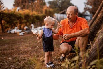 Fototapeta premium Little farm boy. Cute little boy and his grandfather feeding chickens in a backyard of a farm.