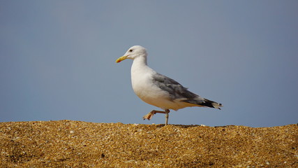 big Seagull walks on the rocks on the beach near the sea