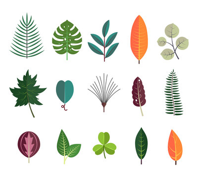 Green tropical leaves floral icons set. Autumn wood and exotic leaf decoration for botanical background.