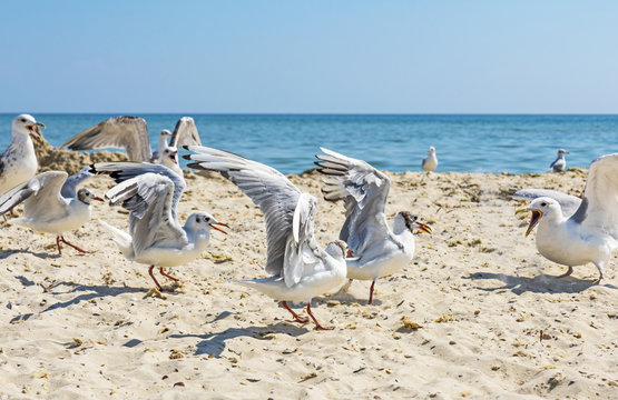  seagulls on the beach on a summer sunny day