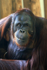 Bornean Orangutan (orang-utan, Pongo pygmaeus) portrait. Asian critically endangered species of extant great apes, native to Borneo