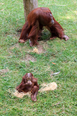 Bornean Orangutan (orang-utan, Pongo pygmaeus) mom and baby. Asian critically endangered species of...