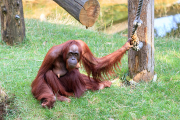 Bornean Orangutan (orang-utan, Pongo pygmaeus). Asian critically endangered species of extant great apes, native to Borneo