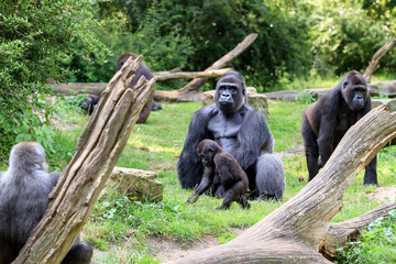 Group of western lowland gorillas (Gorilla gorilla gorilla) with an silverback alpha male
