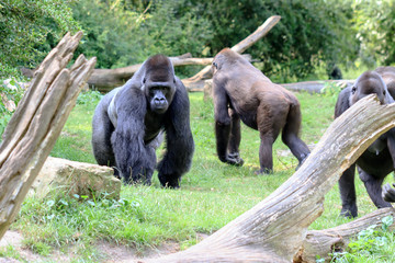 Group of western lowland gorillas (Gorilla gorilla gorilla) with an silverback alpha male © dennisvdwater