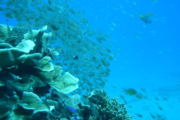 Fototapeta na wymiar 奄美大島 16 サンゴ礁7