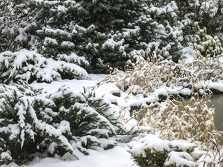 Winter is by the pond. Bushes of juniper and spruce are covered with snow. On the right is a frozen pond with dry yellow grass. Snowing.