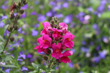 Botanical Garden