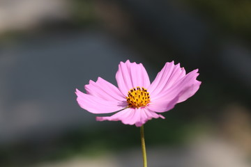 Botanical Garden