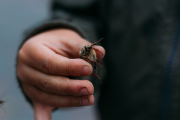 Obraz premium a beetle in the hands of a child. The child holds in the dirty hands of a May beetle, a horsetail.rural child. child in nature, studying nature. exploring the world of insects
